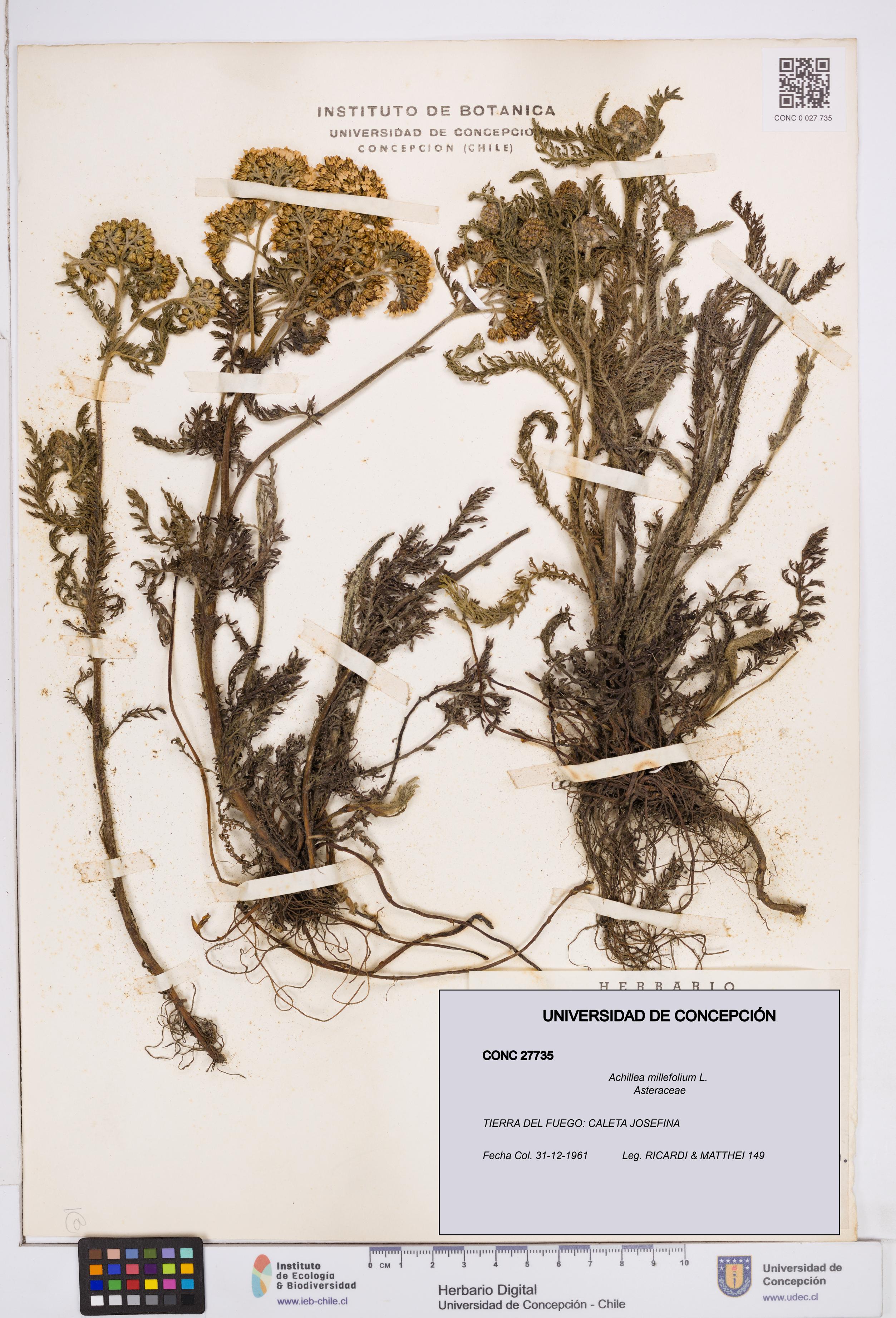 Achillea millefolium [Espécimen: ]