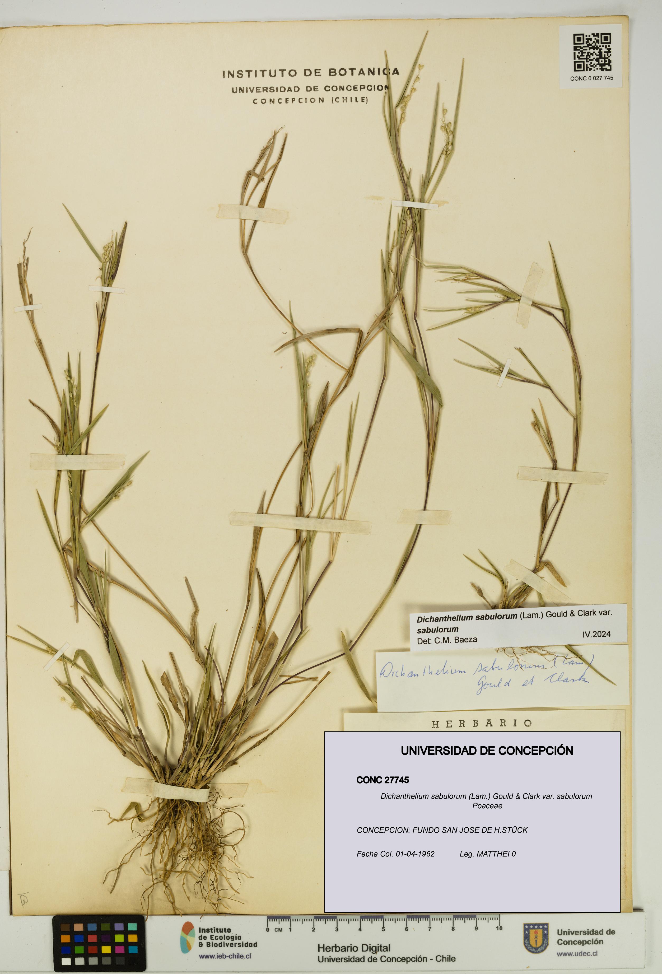 Dichanthelium sabulorum [Espécimen: UDEC:CONC:0027745]