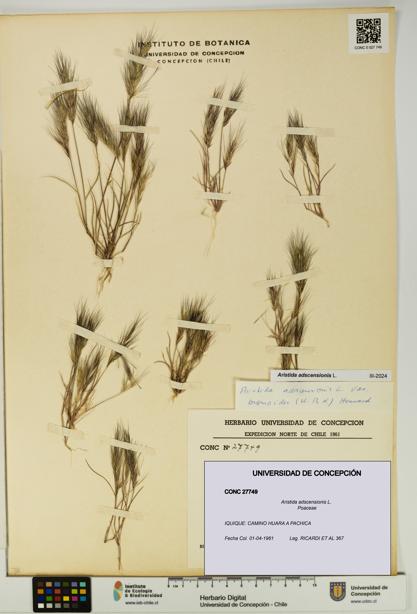 Aristida adscensionis [Espécimen: UDEC:CONC:0027749]