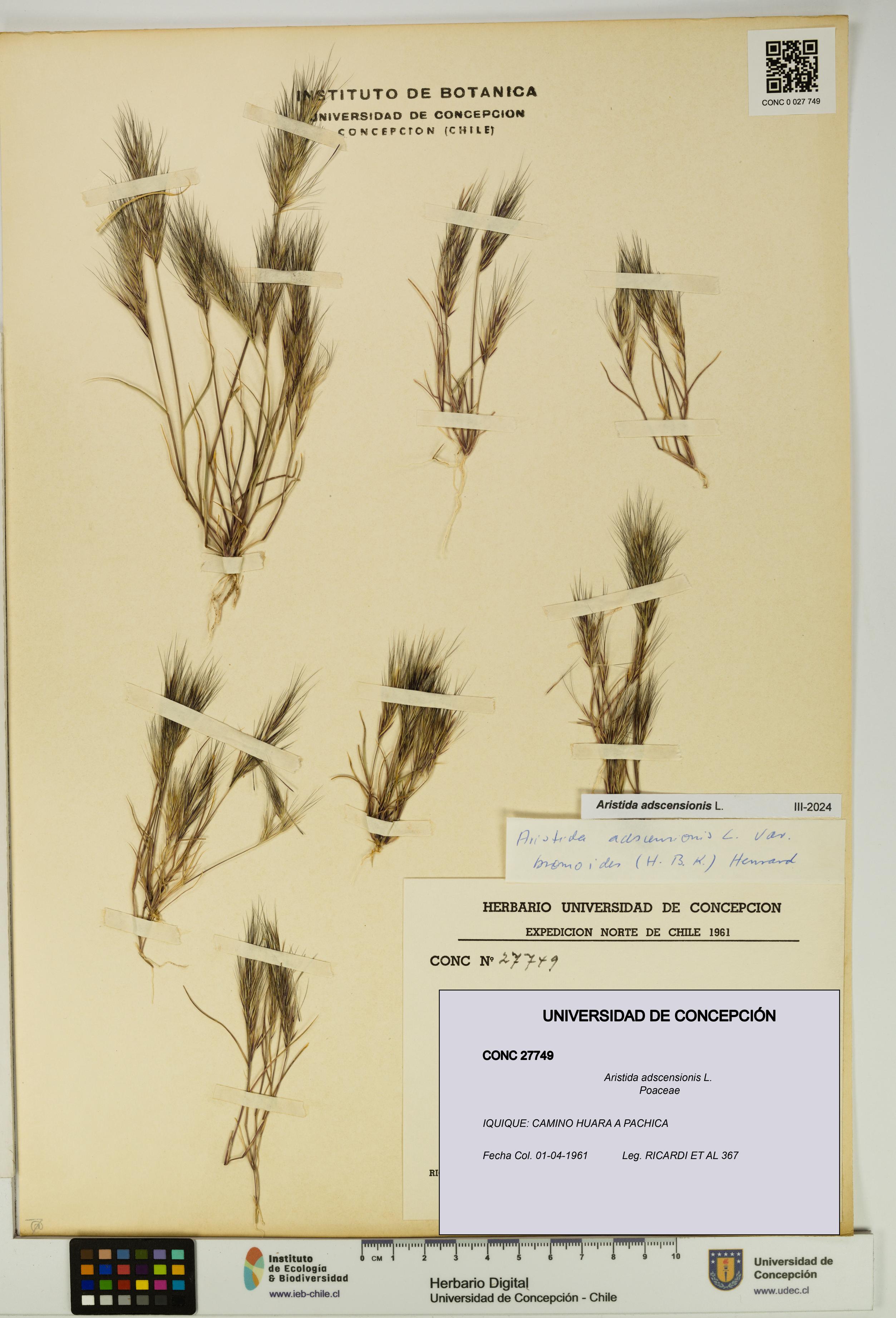 Aristida adscensionis [Espécimen: UDEC:CONC:0027749]