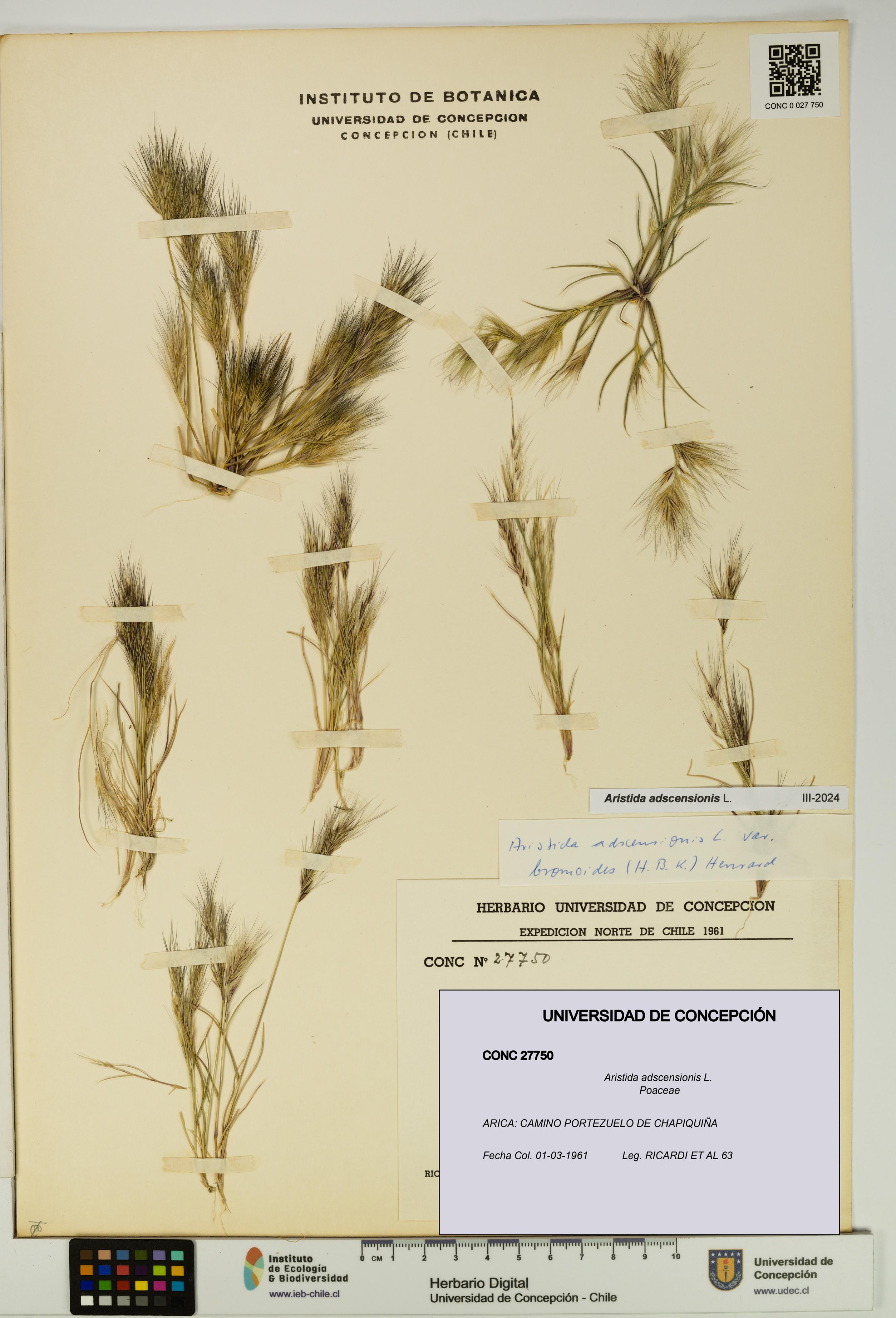 Aristida adscensionis [Espécimen: UDEC:CONC:0027750]