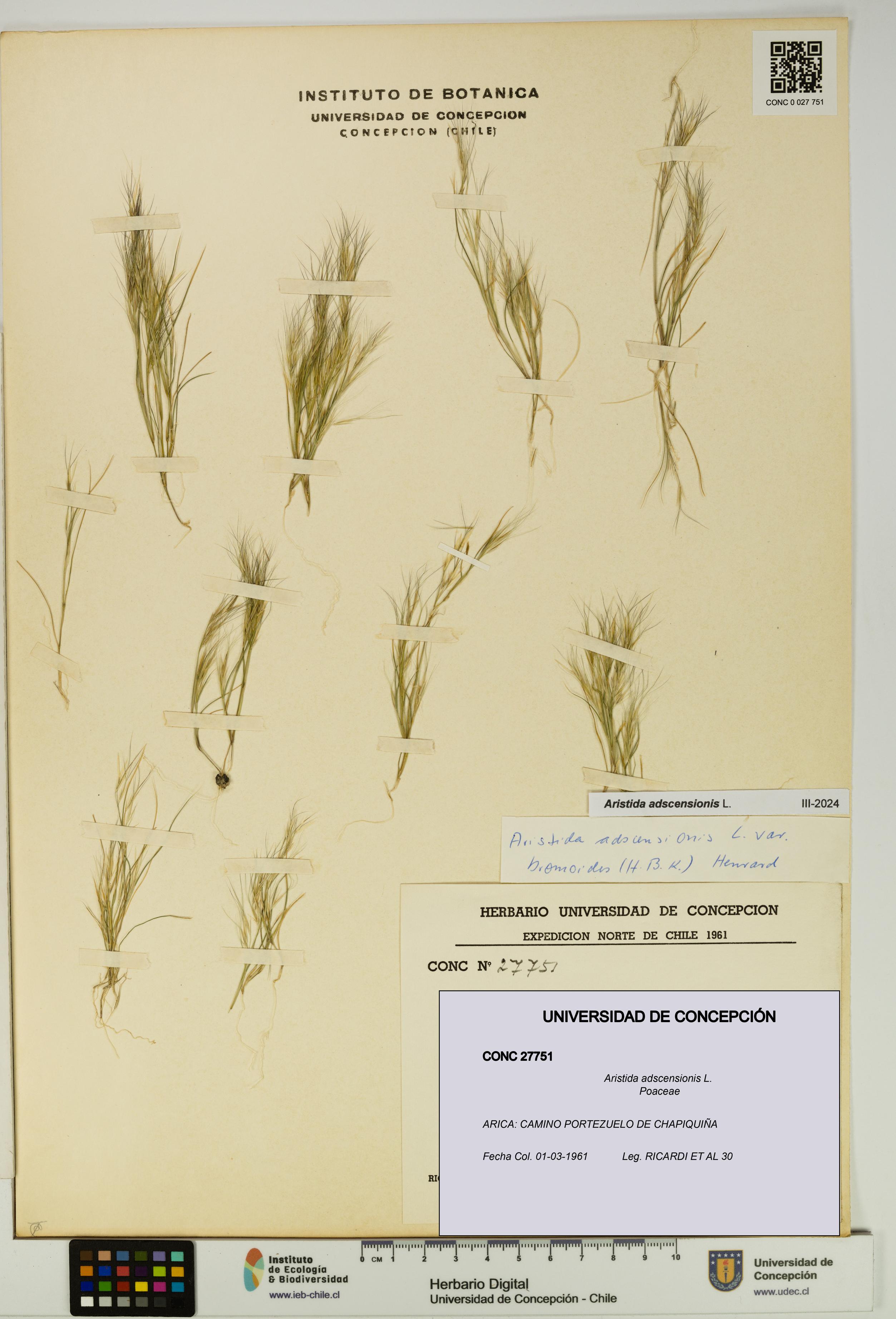 Aristida adscensionis [Espécimen: UDEC:CONC:0027751]