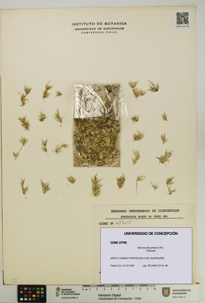 Munroa decumbens [Espécimen: UDEC:CONC:0027755]