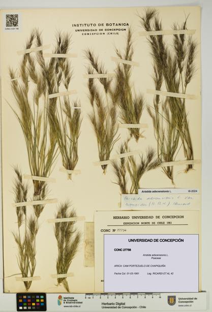 Aristida adscensionis [Espécimen: UDEC:CONC:0027756]