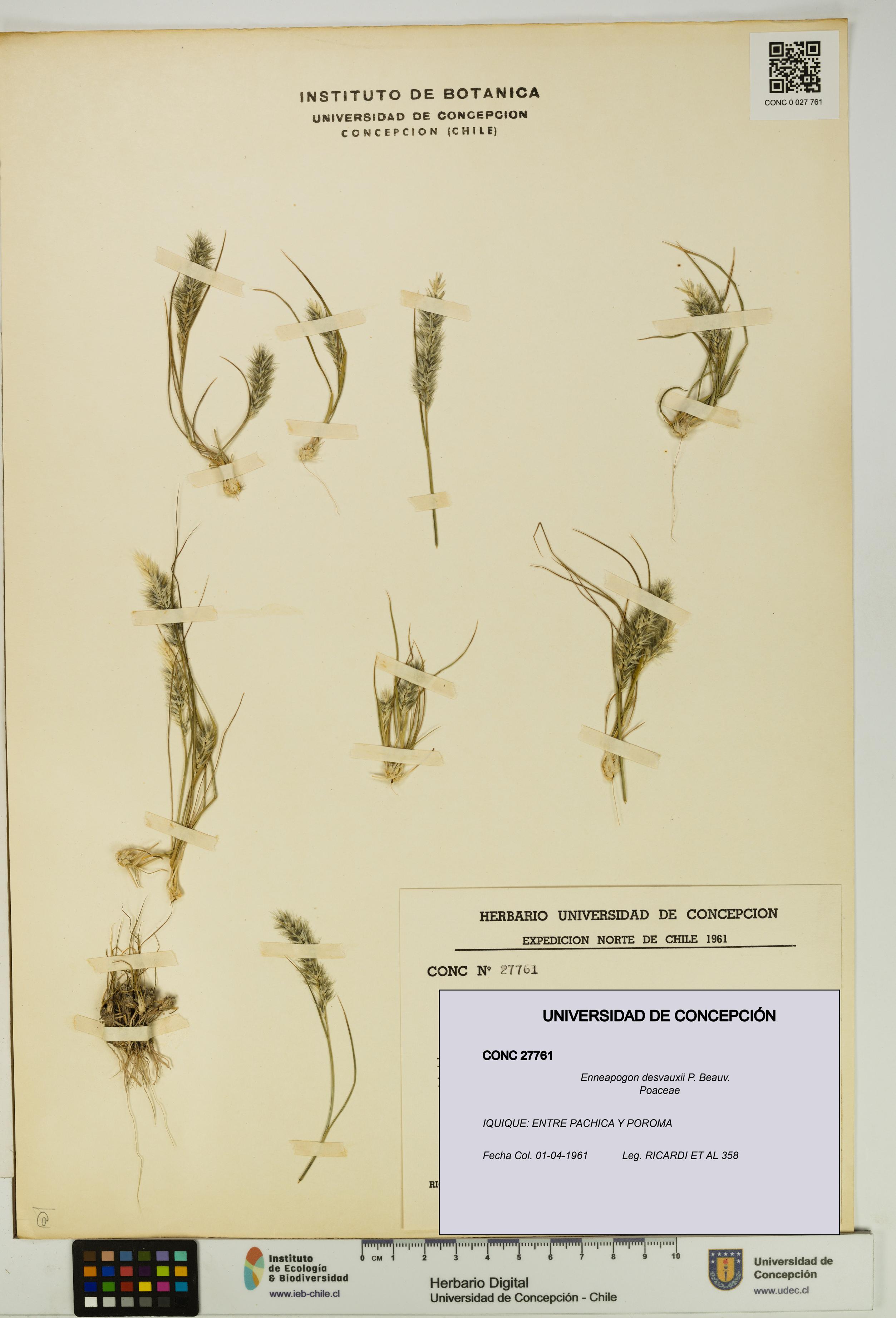 Enneapogon desvauxii [Espécimen: UDEC:CONC:0027761]