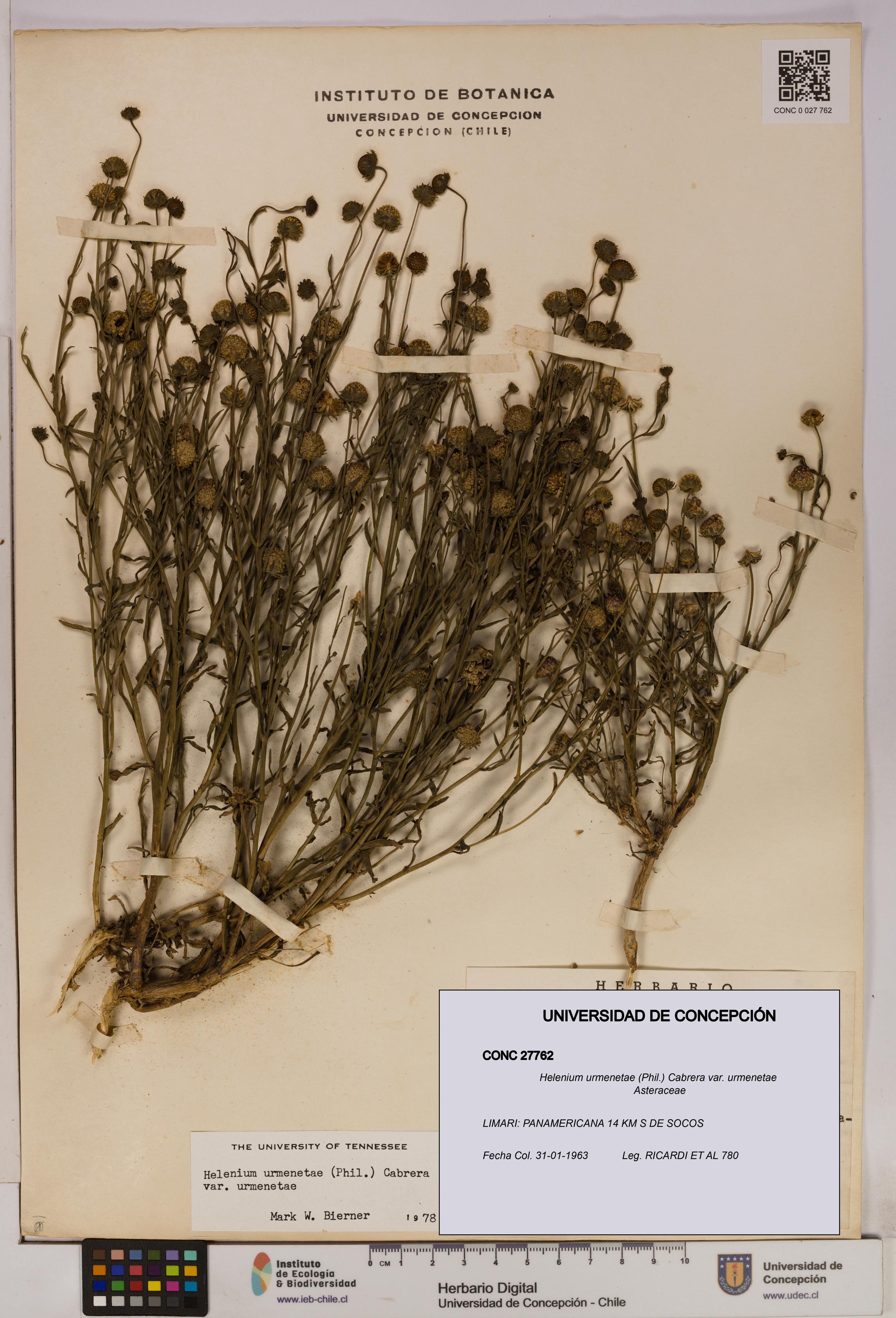 Helenium urmenetae var. urmenetae [Espécimen: UDEC:CONC:0027762]