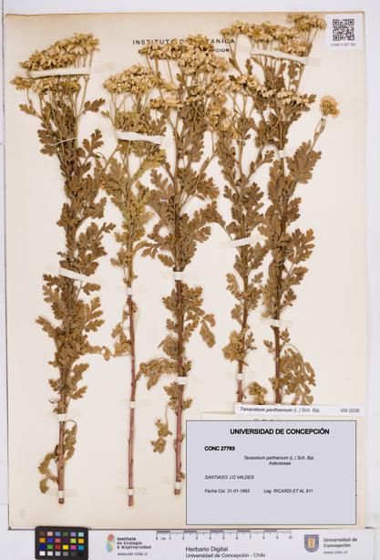 Tanacetum parthenium [Espécimen: ]
