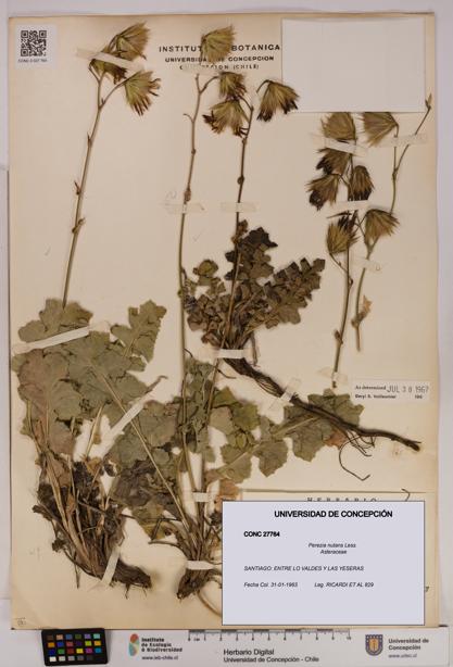 Perezia nutans [Espécimen: UDEC:CONC:0027764]