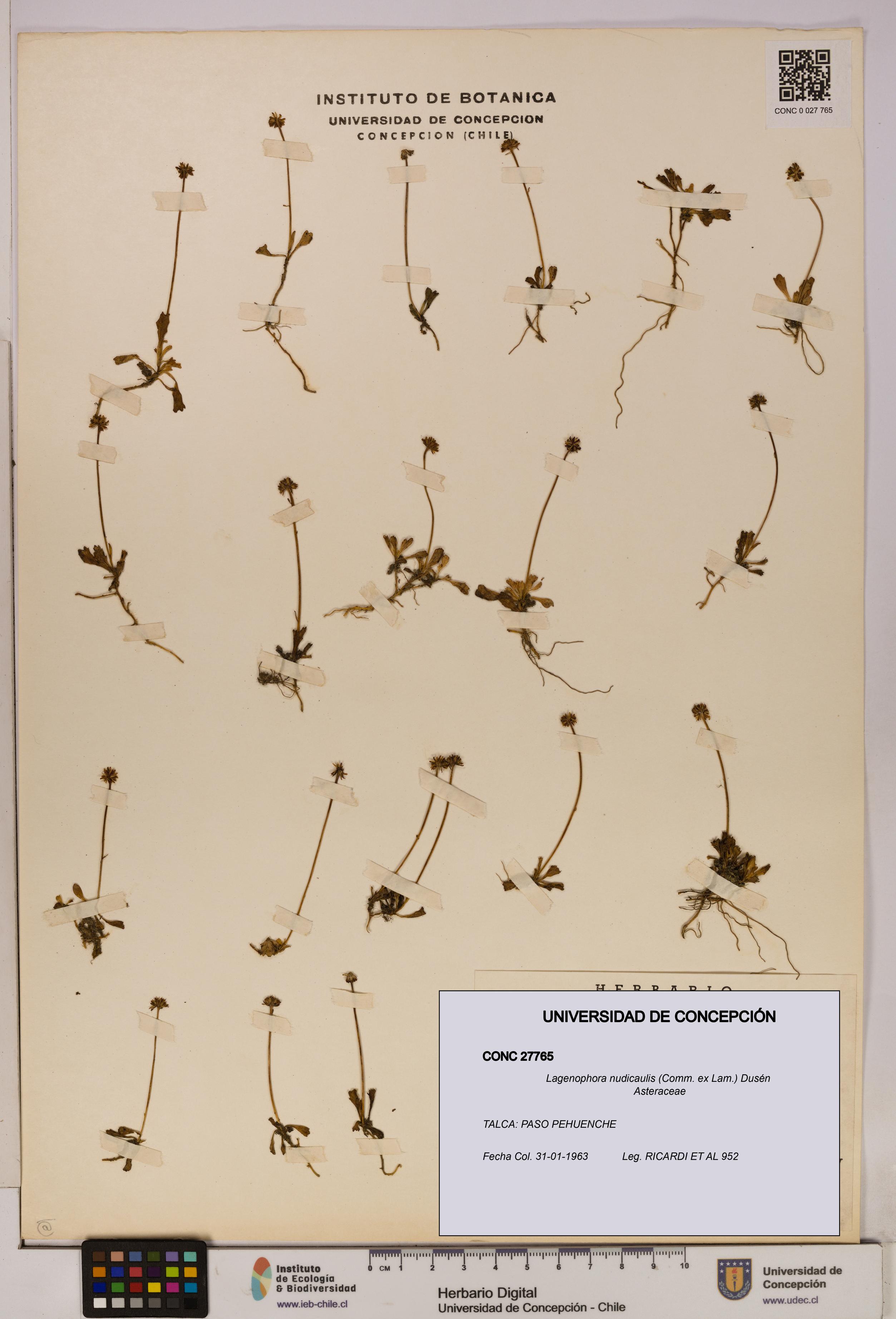 Lagenophora nudicaulis [Espécimen: ]