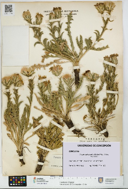 Perezia carthamoides [Espécimen: UDEC:CONC:0027766]