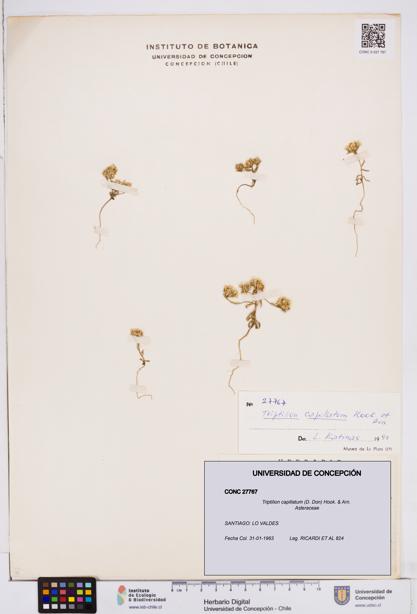 Triptilion capillatum [Espécimen: ]
