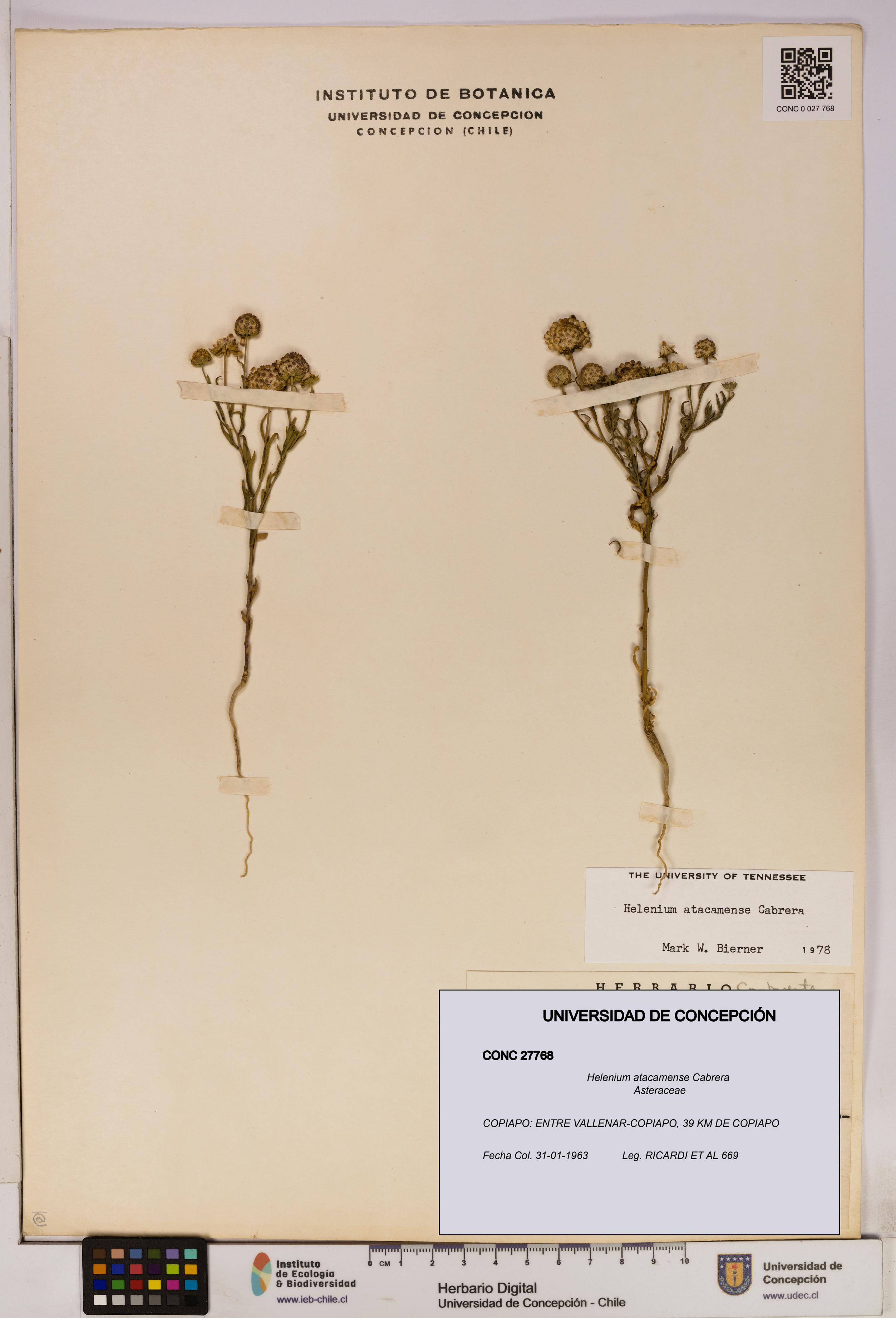 Helenium atacamense [Espécimen: UDEC:CONC:0027768]