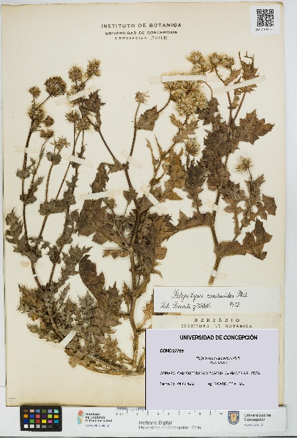 Polyachyrus carduoides [Espécimen: UDEC:CONC:0027769]