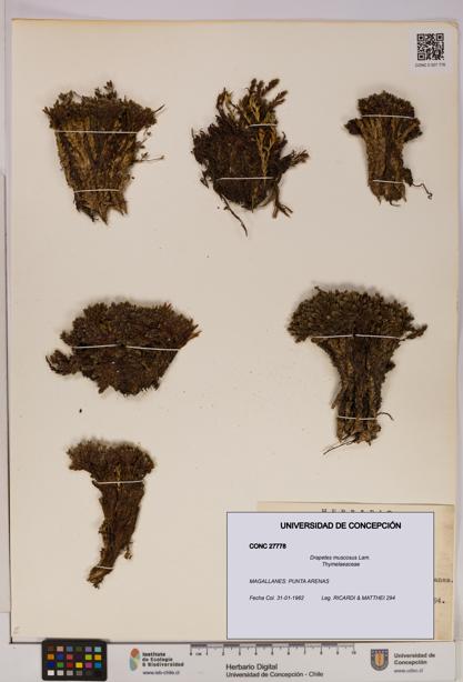 Drapetes muscosus [Espécimen: UDEC:CONC:0027778]