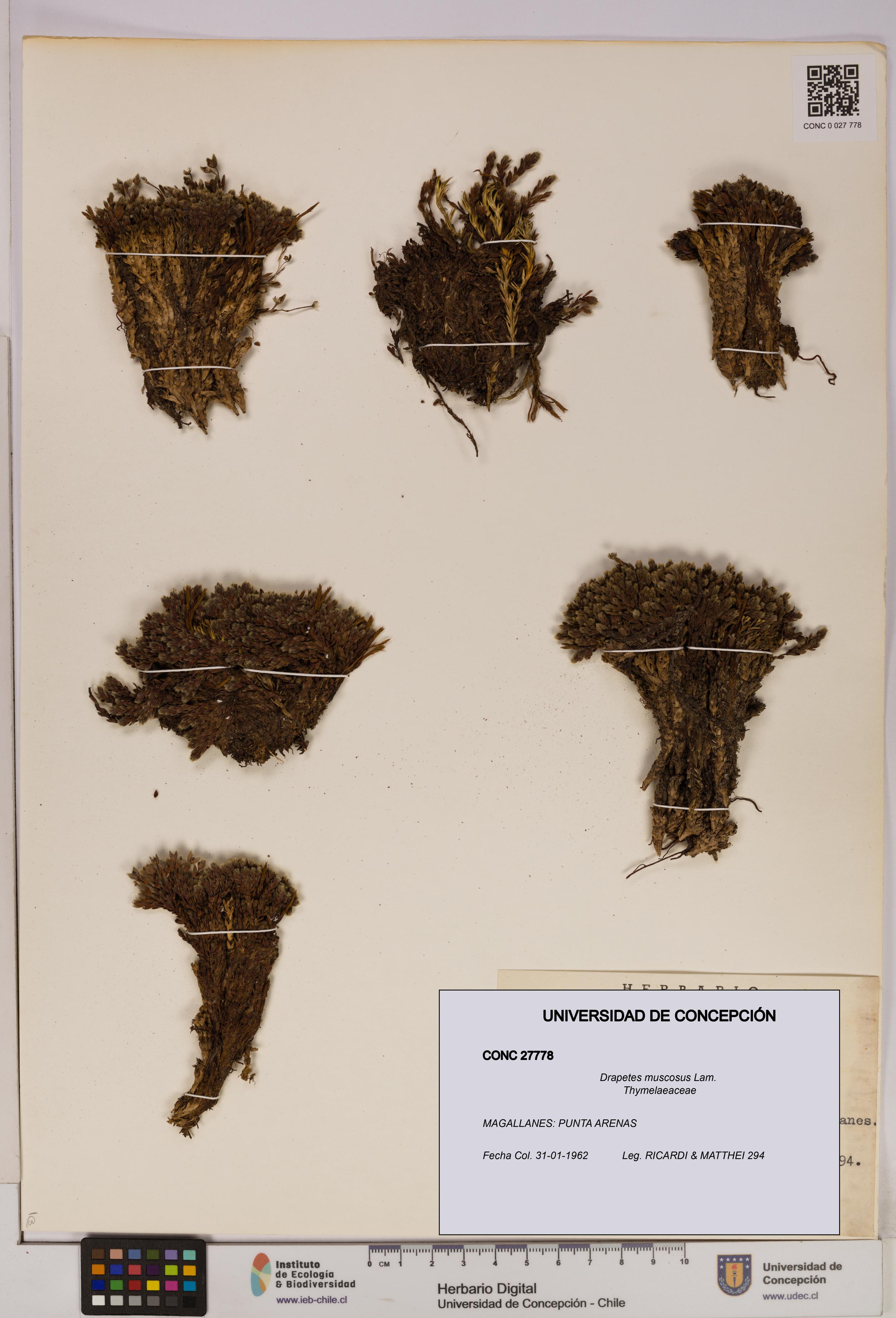 Drapetes muscosus [Espécimen: UDEC:CONC:0027778]