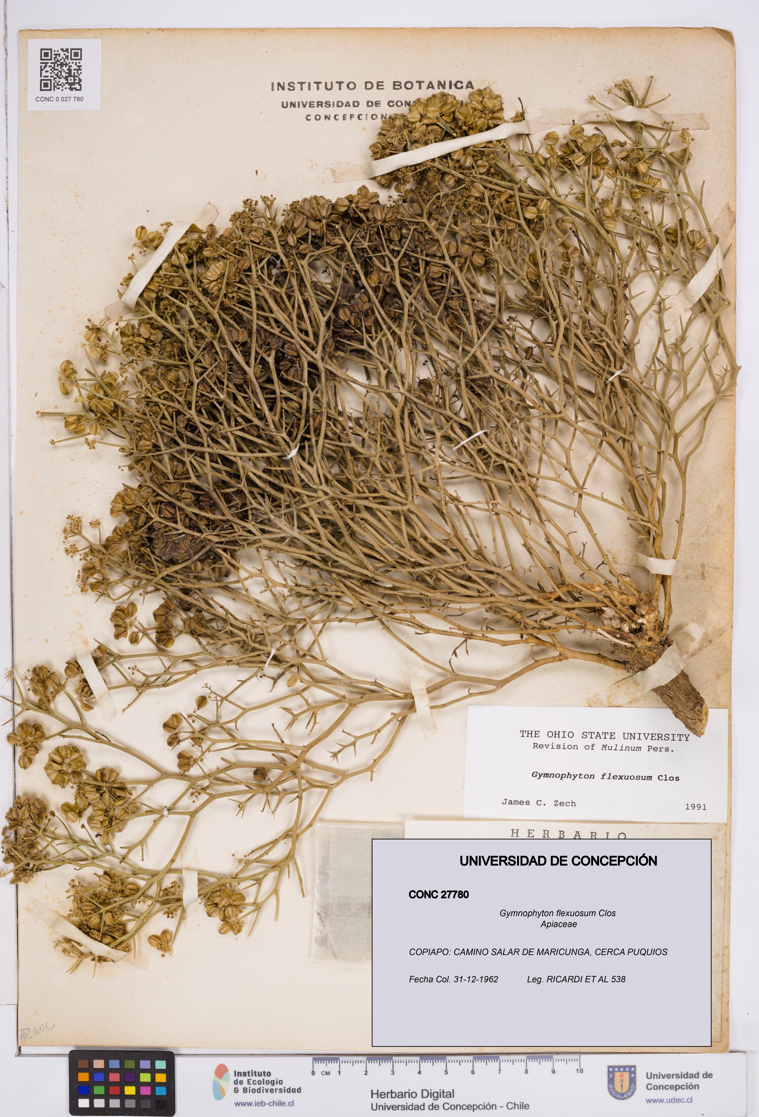 Gymnophyton flexuosum [Espécimen: ]