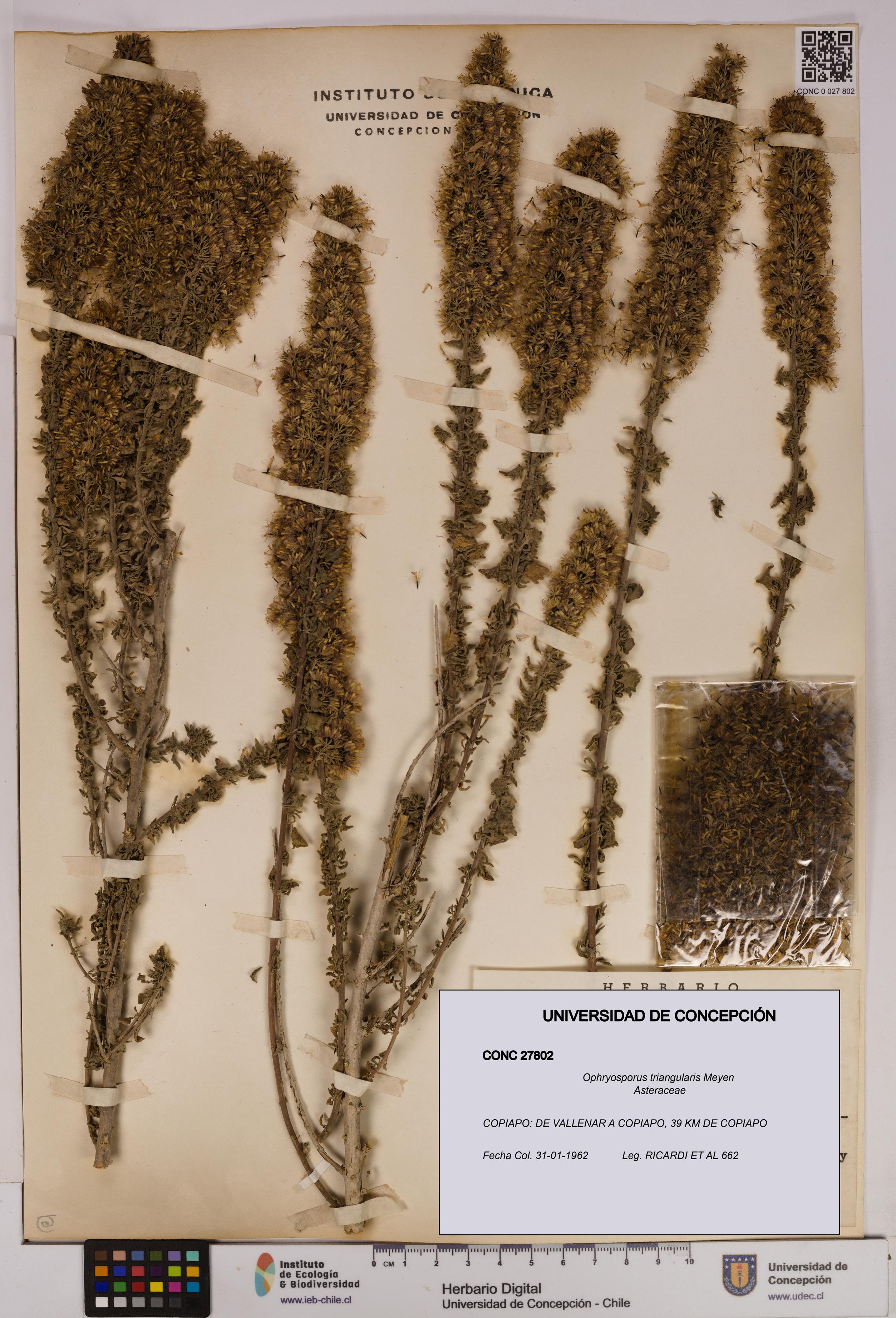 Ophryosporus triangularis [Espécimen: UDEC:CONC:0027802]