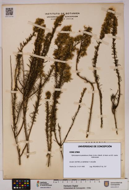 Ophryosporus paradoxus [Espécimen: UDEC:CONC:0027803]