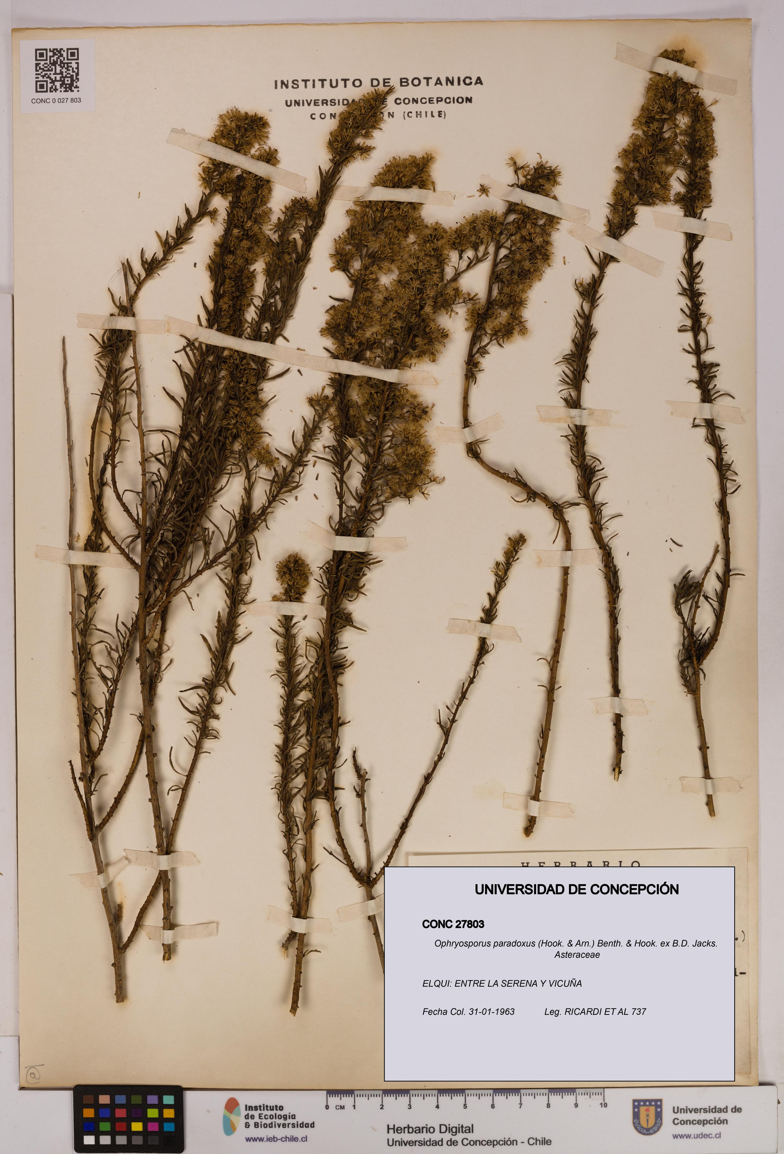 Ophryosporus paradoxus [Espécimen: UDEC:CONC:0027803]