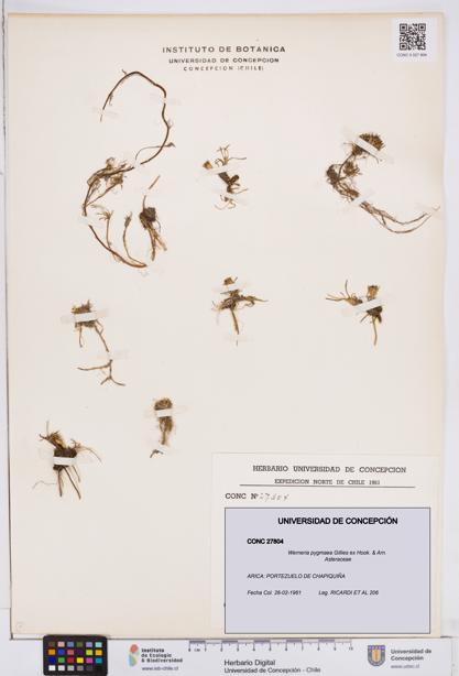 Werneria pygmaea [Espécimen: ]