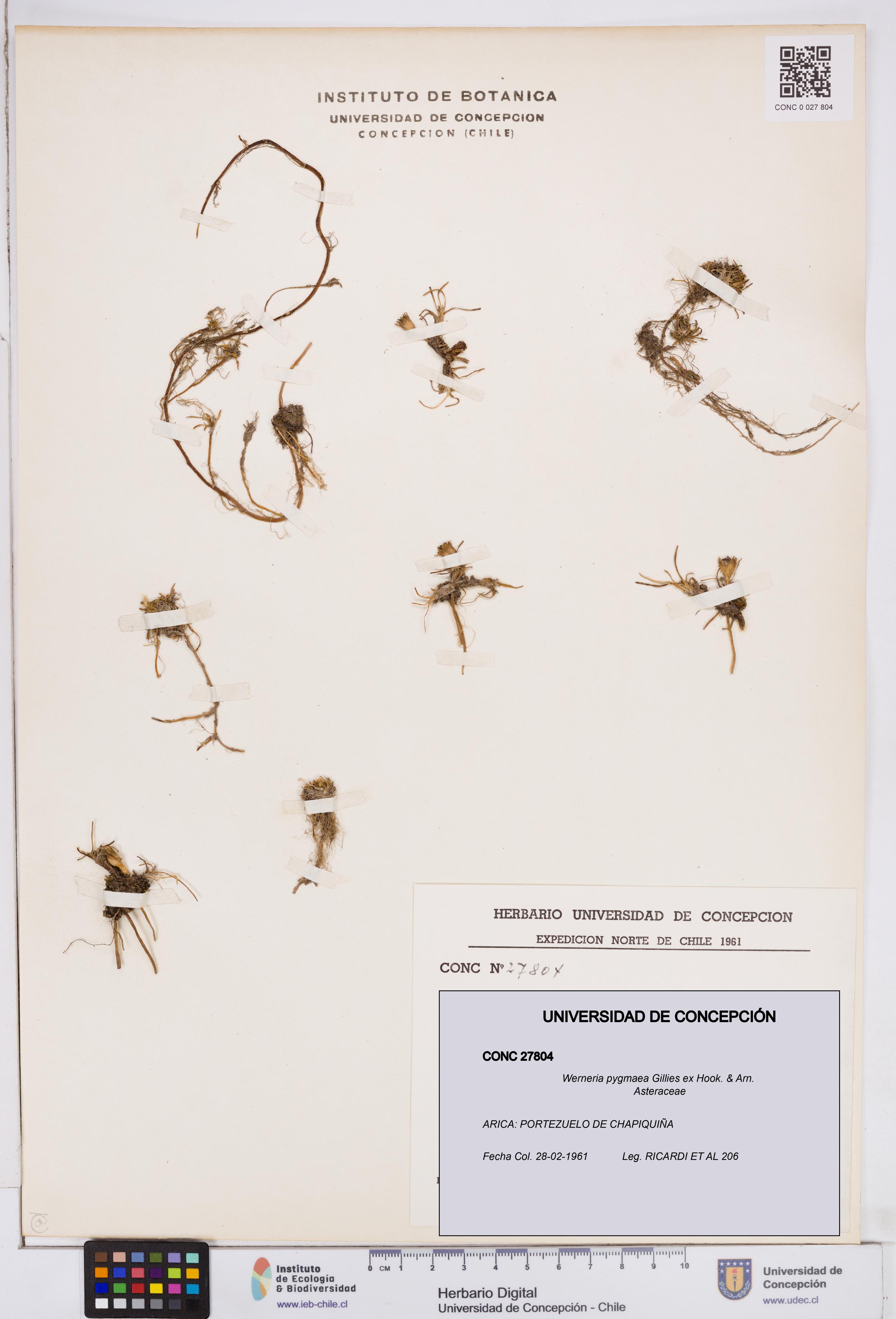 Werneria pygmaea [Espécimen: ]