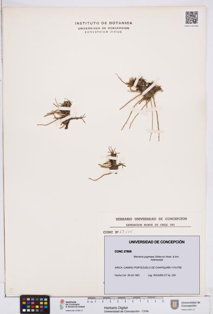 Werneria pygmaea [Espécimen: ]