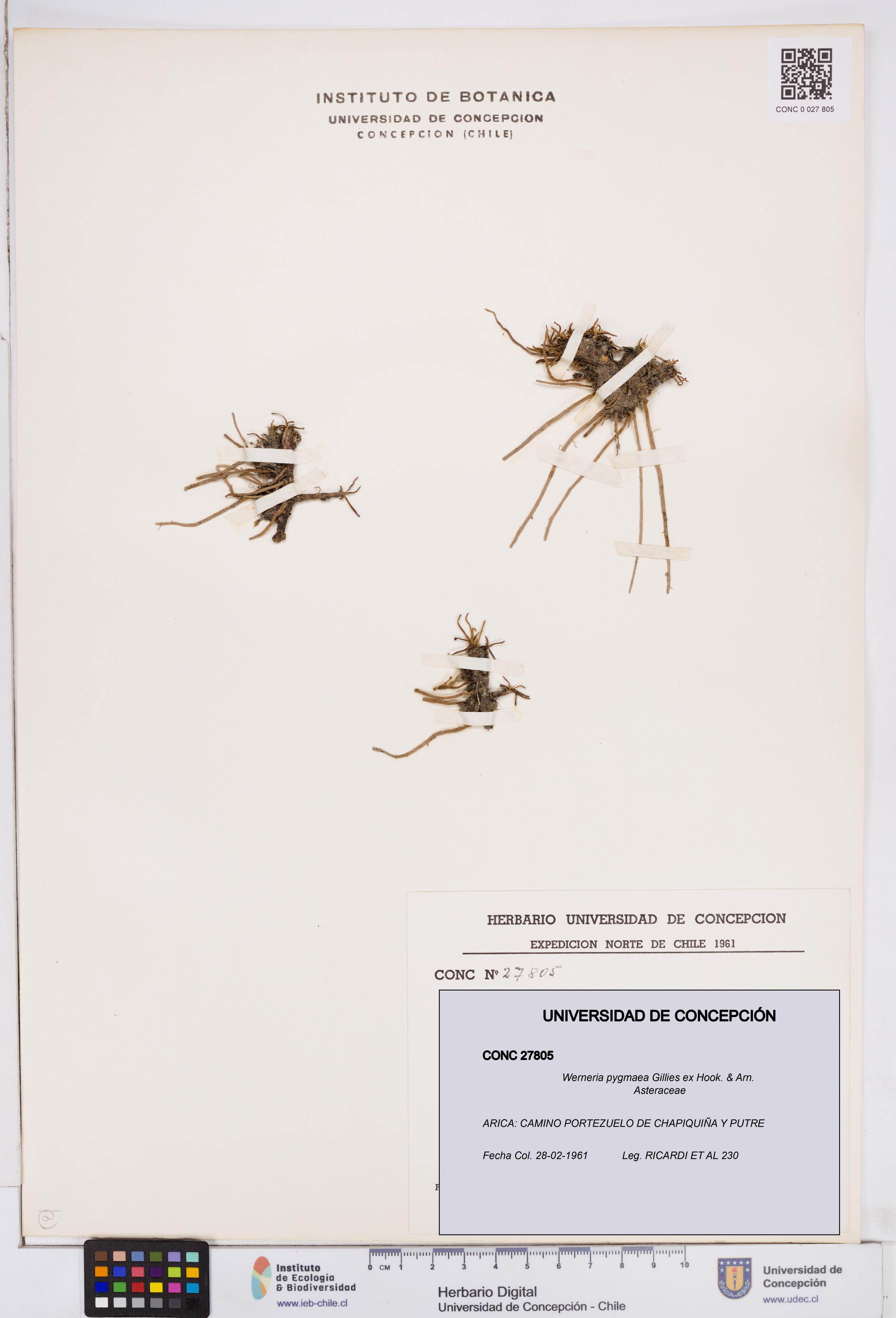 Werneria pygmaea [Espécimen: ]