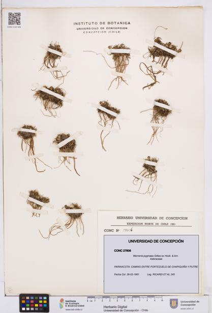 Werneria pygmaea [Espécimen: ]
