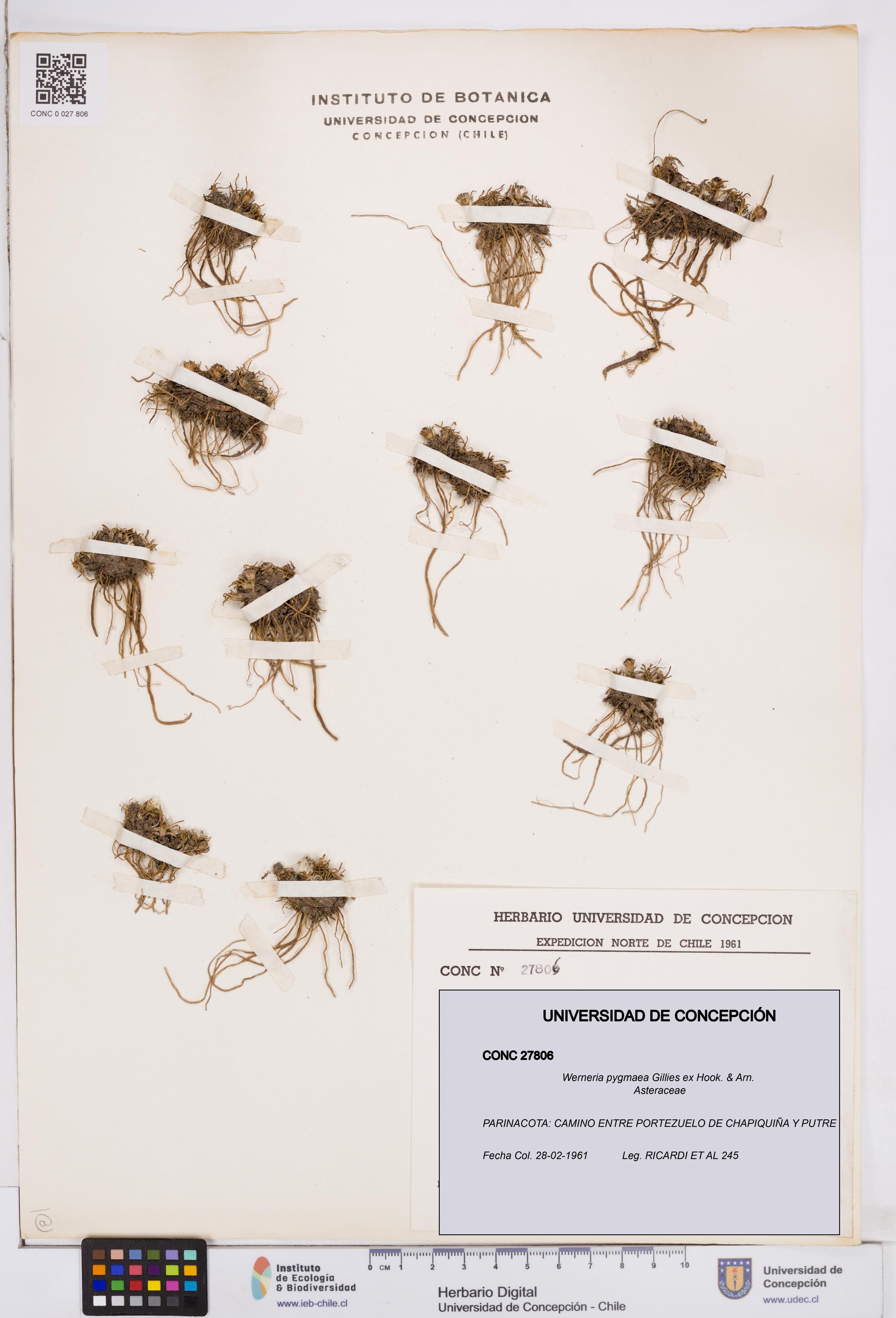 Werneria pygmaea [Espécimen: ]