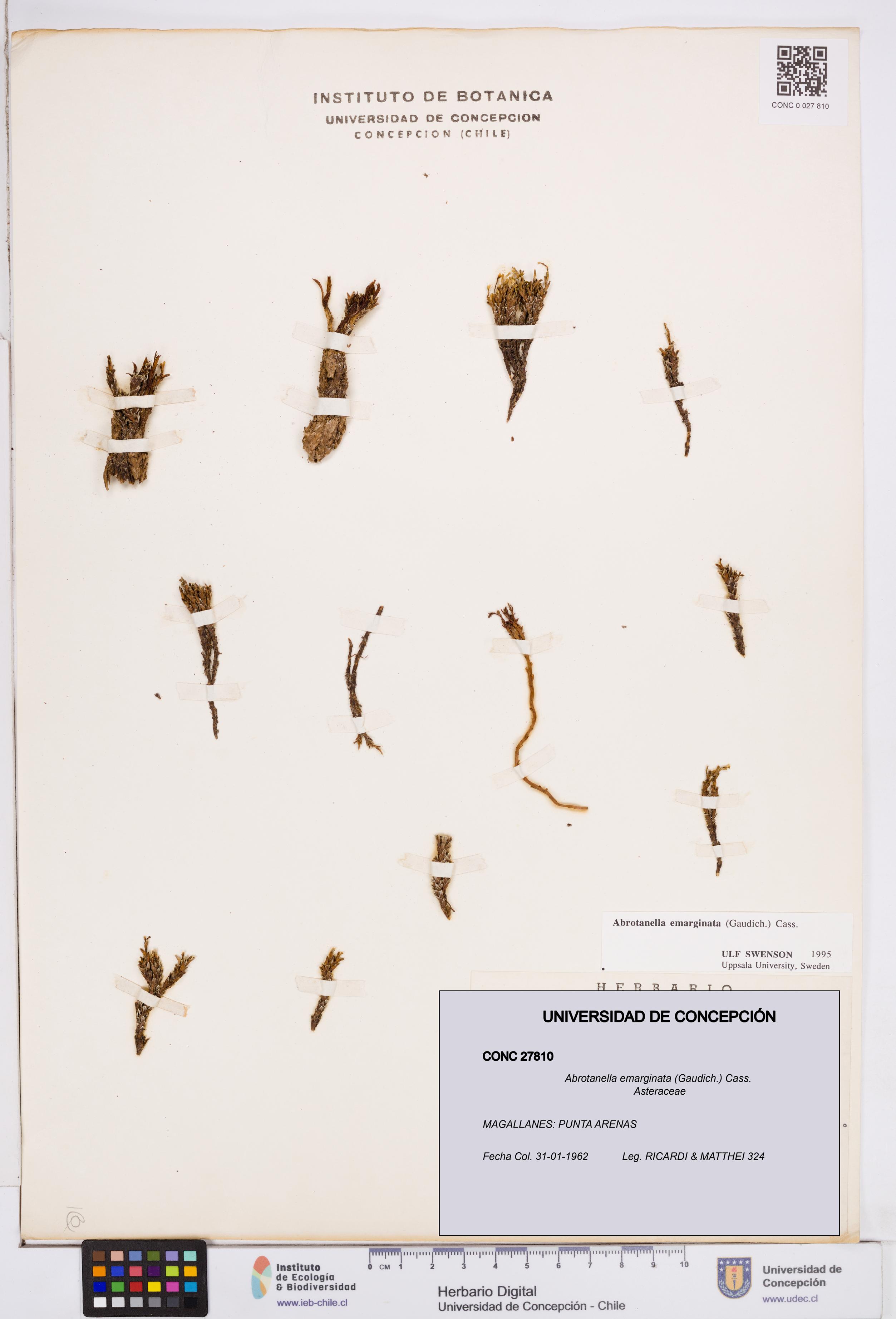 Abrotanella emarginata [Espécimen: ]