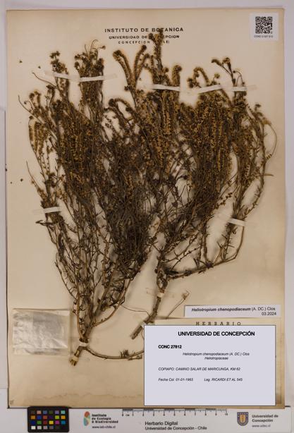 Heliotropium chenopodiaceum [Espécimen: UDEC:CONC:0027812]