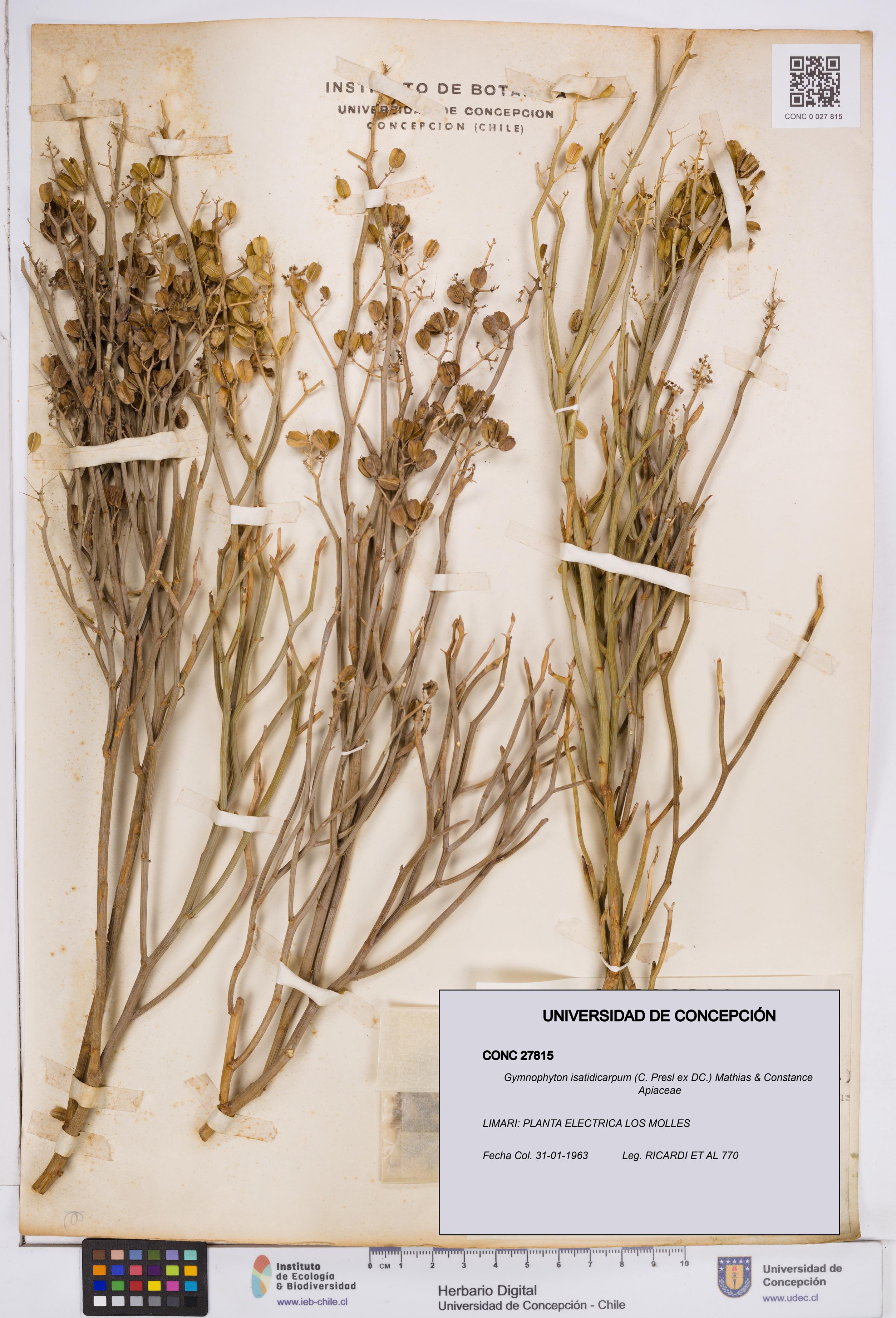 Gymnophyton isatidicarpum [Espécimen: ]