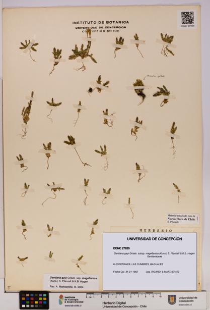 Gentiana gayi subsp. magellanica [Espécimen: UDEC:CONC:0027825]