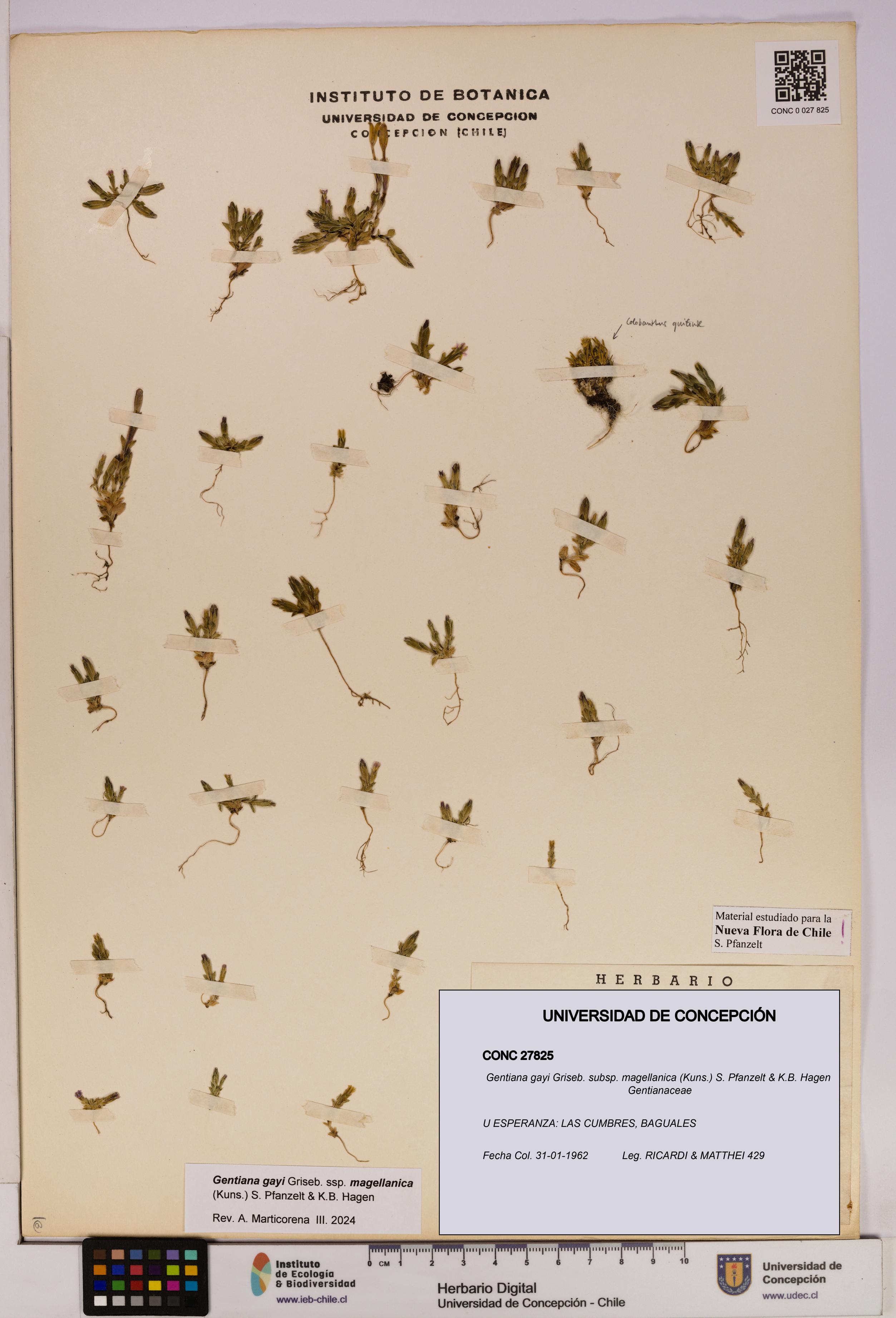 Gentiana gayi subsp. magellanica [Espécimen: UDEC:CONC:0027825]