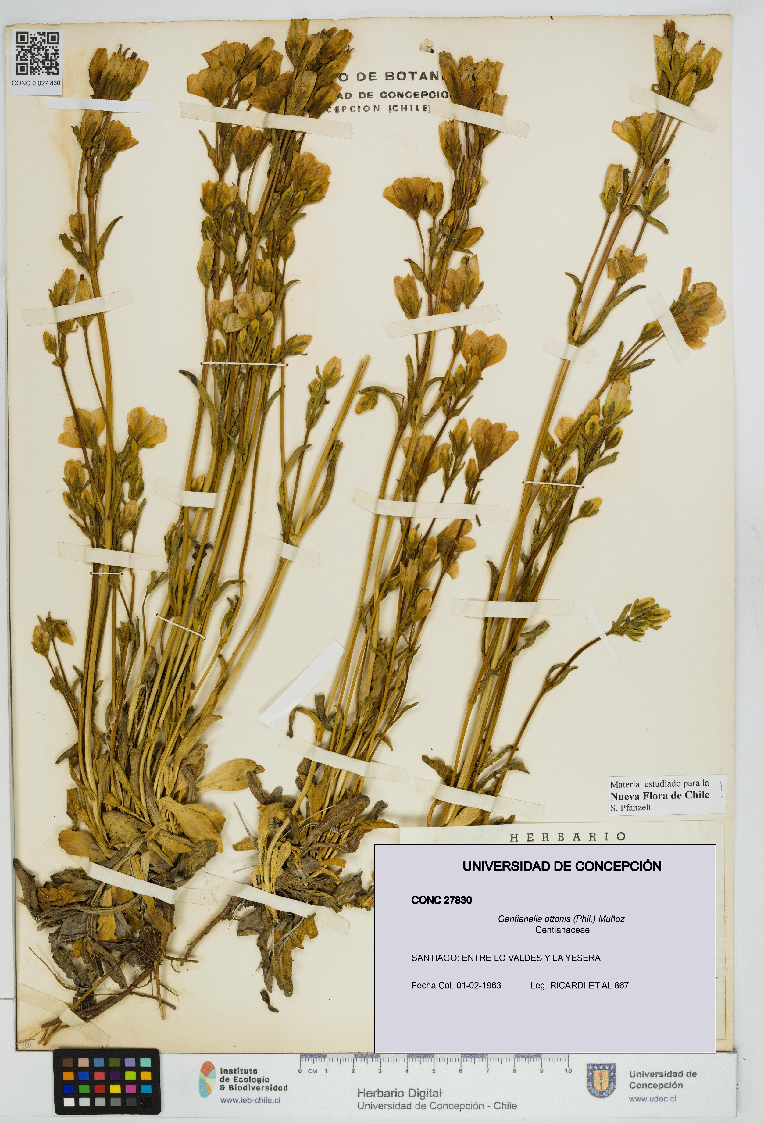 Gentianella ottonis [Espécimen: UDEC:CONC:0027830]