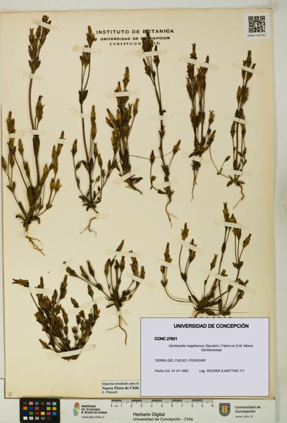 Gentianella magellanica [Espécimen: UDEC:CONC:0027831]