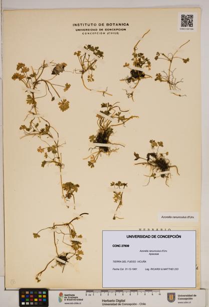 Azorella ranunculus [Espécimen: ]
