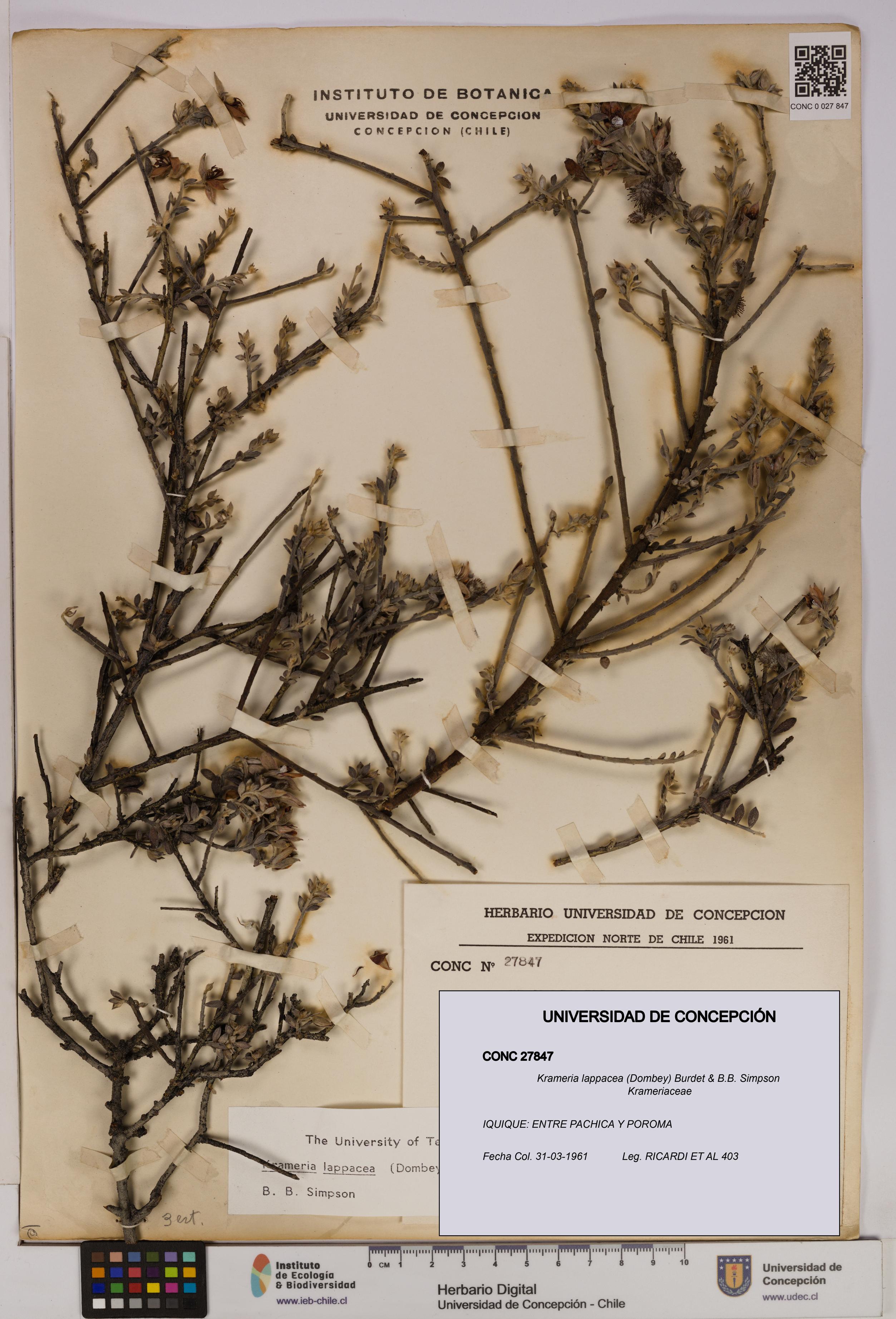 Krameria lappacea [Espécimen: UDEC:CONC:0027847]