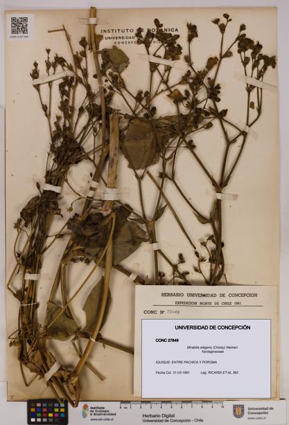 Mirabilis elegans [Espécimen: UDEC:CONC:0027849]
