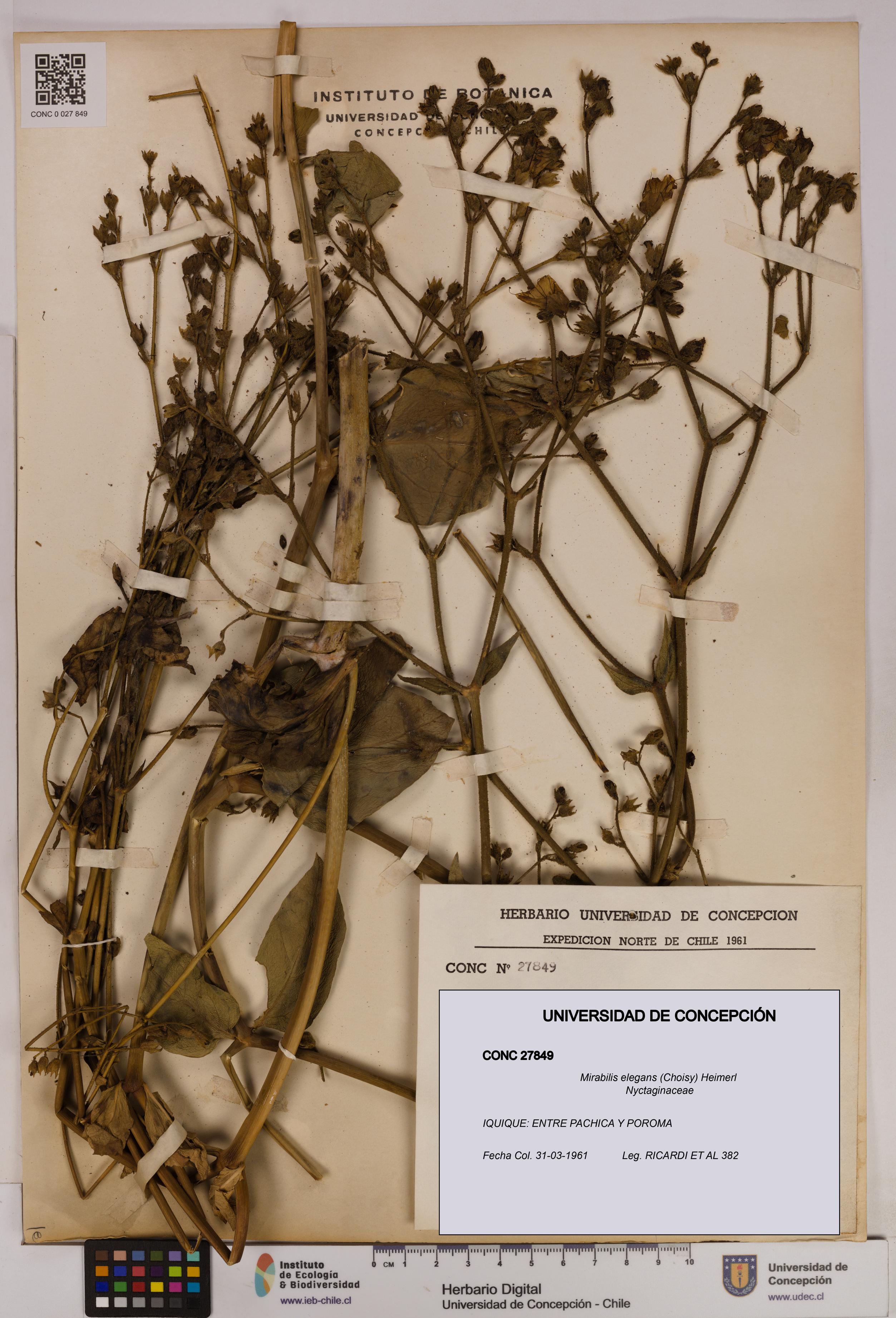 Mirabilis elegans [Espécimen: UDEC:CONC:0027849]