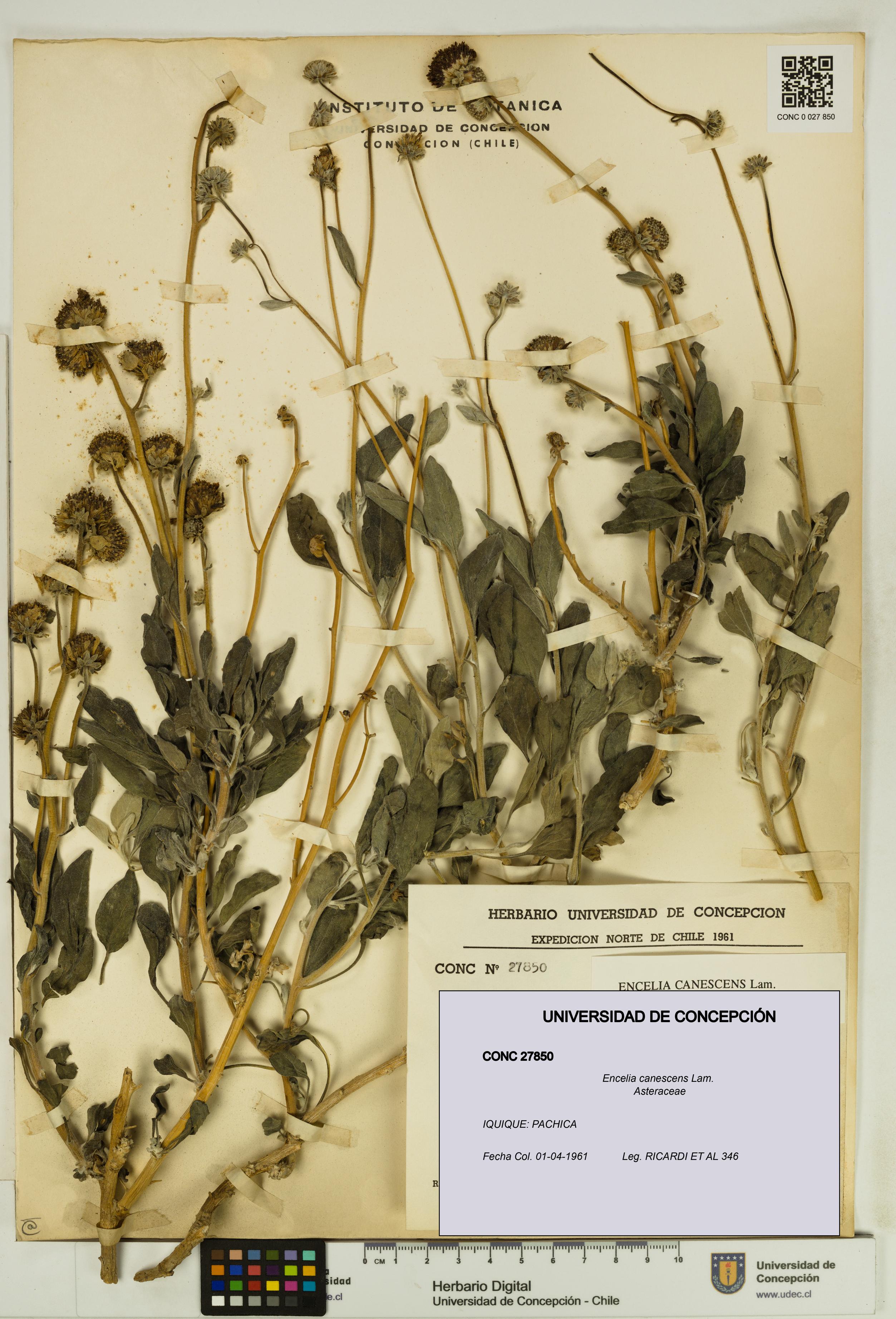 Encelia canescens [Espécimen: UDEC:CONC:0027850]