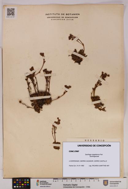 Saxifraga magellanica [Espécimen: UDEC:CONC:0027857]