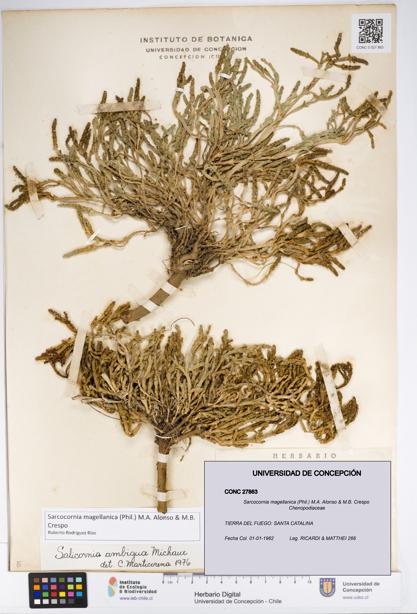 Sarcocornia magellanica [Espécimen: UDEC:CONC:0027863]