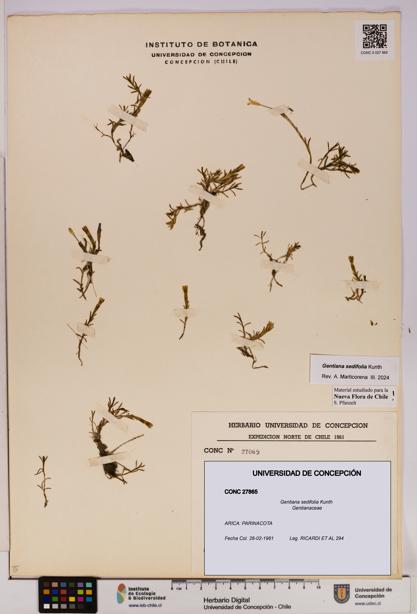 Gentiana sedifolia [Espécimen: UDEC:CONC:0027865]
