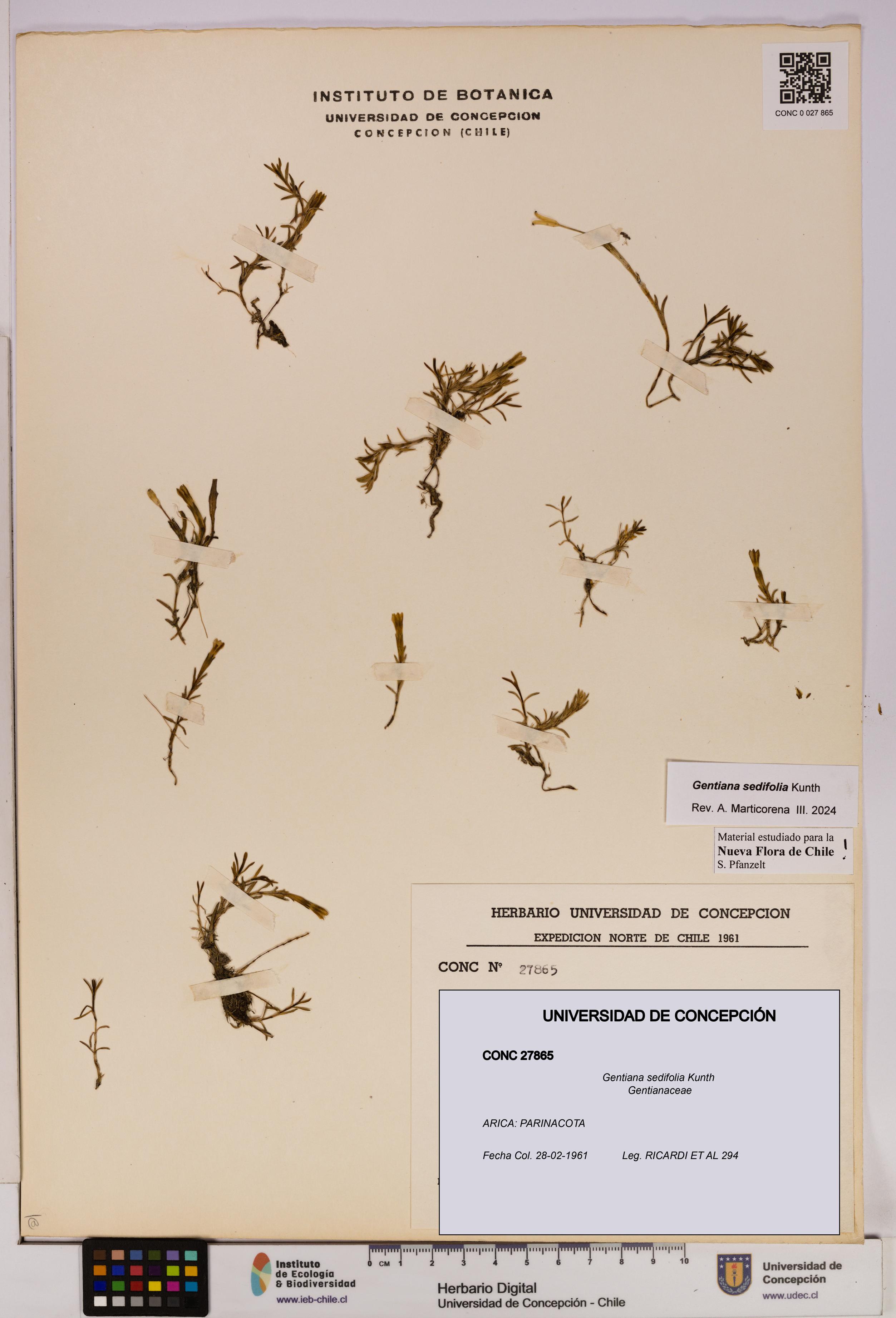 Gentiana sedifolia [Espécimen: UDEC:CONC:0027865]