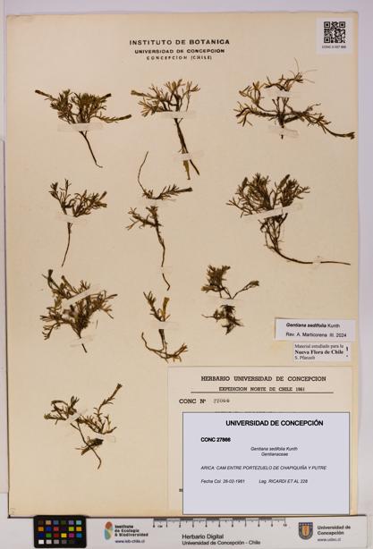 Gentiana sedifolia [Espécimen: UDEC:CONC:0027866]