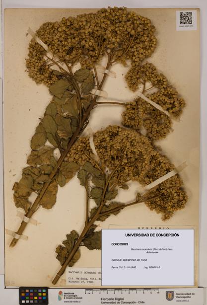 Baccharis scandens [Espécimen: UDEC:CONC:0027873]