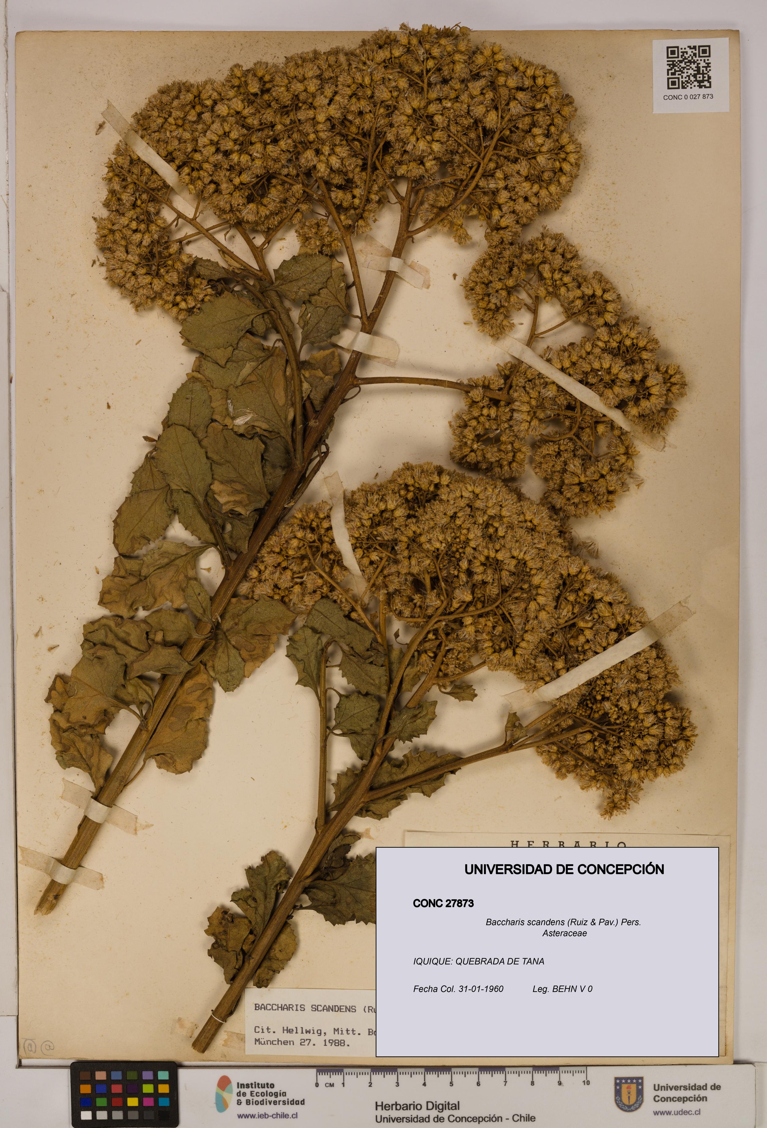 Baccharis scandens [Espécimen: UDEC:CONC:0027873]