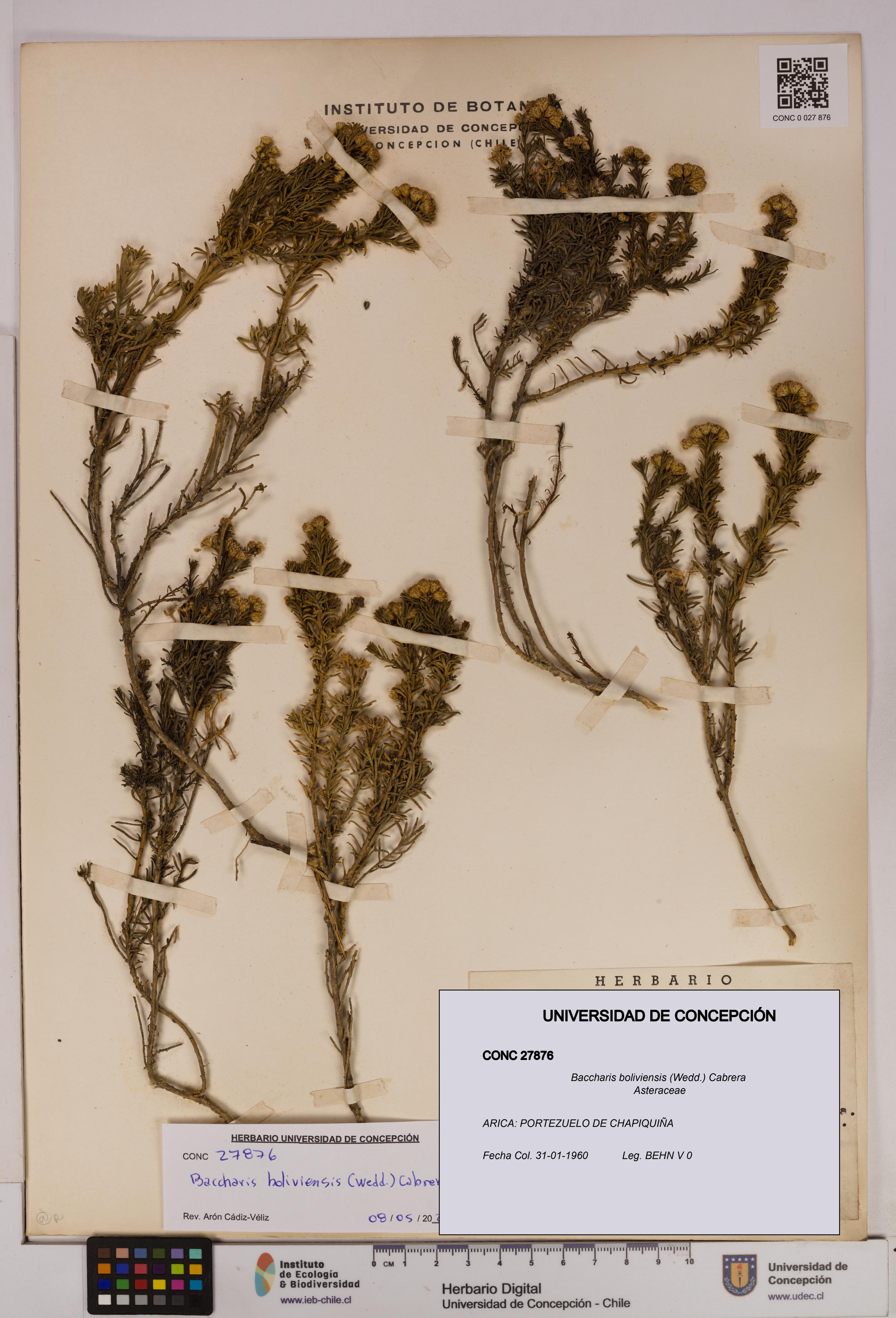 Baccharis boliviensis [Espécimen: UDEC:CONC:0027876]