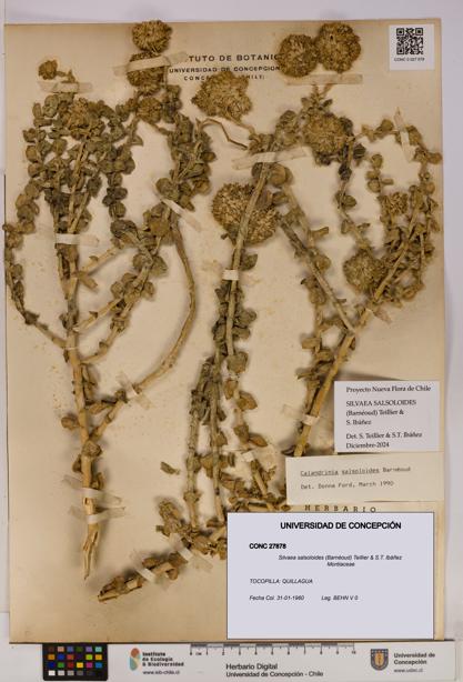 Silvaea salsoloides [Espécimen: UDEC:CONC:0027878]